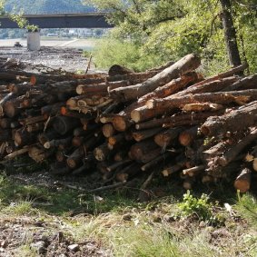 bois flottants à Réallon